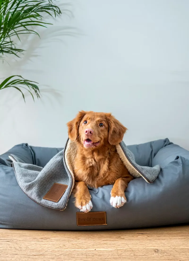 Voluntarios con perros